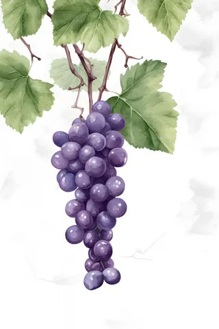 葡萄水彩国风背景