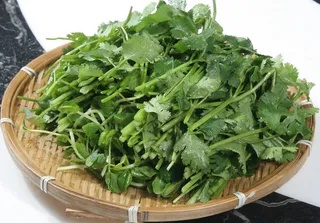 香菜 (1)