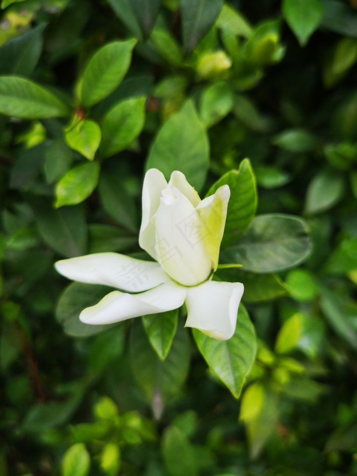 半开的栀子花