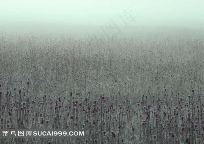 山水剪影雾中的花朵
