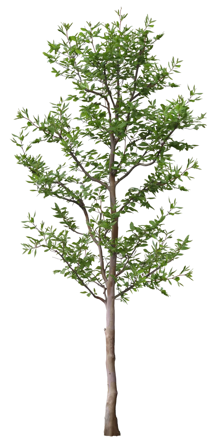 高清树木素材 免抠PSD植物素材 美术绘画园林贴图 树草灌木花草
