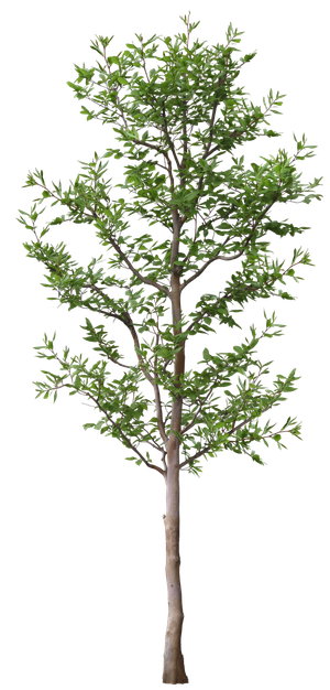 高清树木素材 免抠PSD植物素材 美术绘画园林贴图 树草灌木花草