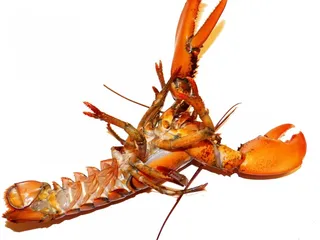 龙虾图片-第16张