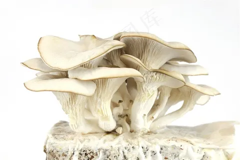 生长的蘑菇高清图片 生长的蘑菇高清图片