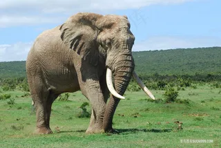 高清非洲大象