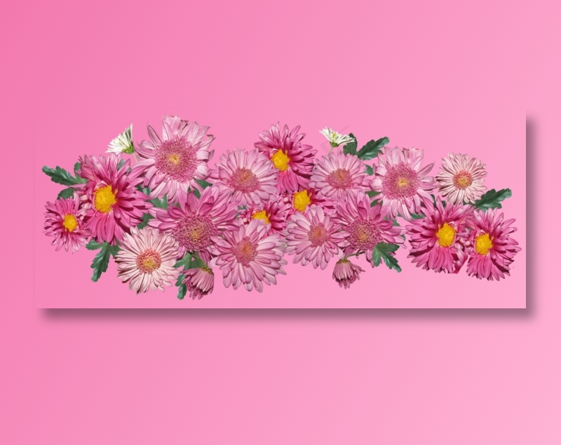 花朵, 菊花, 粉色的, 安排