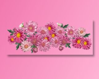 花朵, 菊花, 粉色的, 安排