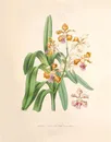 彩色兰花彩绘插画图片