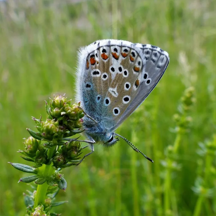 蝴蝶特写摄影图片