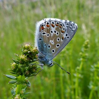 蝴蝶特写摄影图片