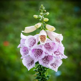 淡紫色毛地黄花朵图片