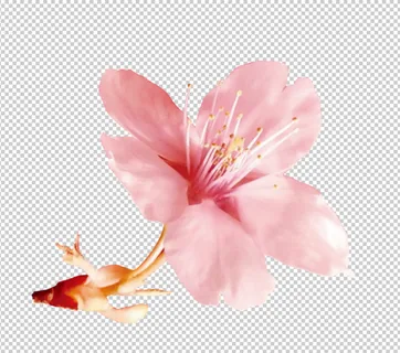 桃花免扣素材 桃花免扣素材