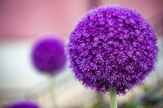 大朵紫色洋葱花图片