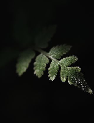  蕨类 虫蕨 蕨叶 关闭 羊齿植物 绿色的植物 孢子