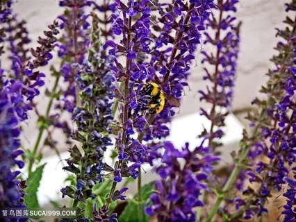 高清蜜蜂薰衣草鲜花图片