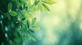 绿色树叶意境模糊光照叶子，春天夏日，春分立夏摄影图