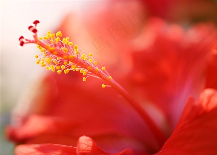 唯美花蕊鲜花高清图片