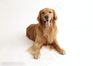 可爱狗狗-趴着的金毛狗