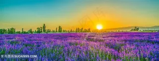 薰衣草庄园的落日