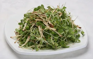 30 腊干香椿苗-辛庄