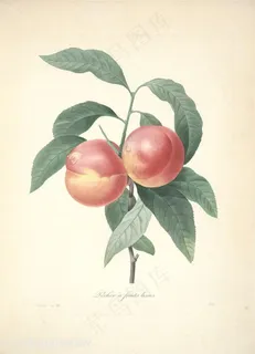 雷杜德高清唯美桃子植物手绘插画图片 雷杜德高清唯美桃子植物手绘插画图片