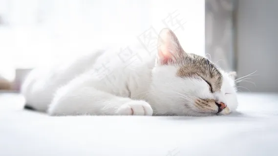 酣睡的小猫图片 酣睡的小猫图片