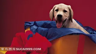 礼物盒里的小狗