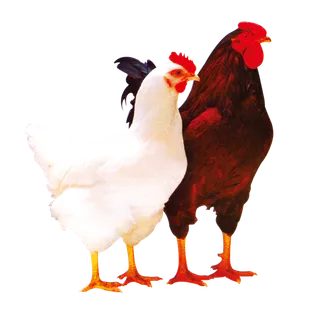现代农业公鸡