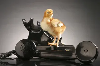 可爱小鸡素材图片下载