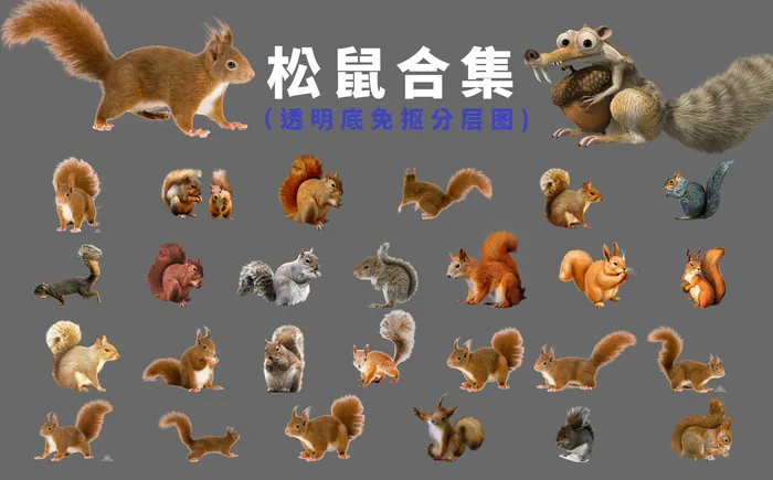 松鼠,松鼠png,松鼠图片,