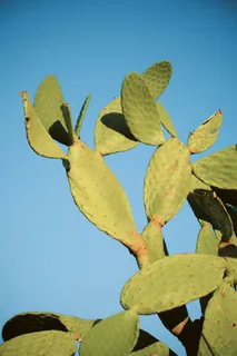 绿色仙人掌仙人球摄影素材