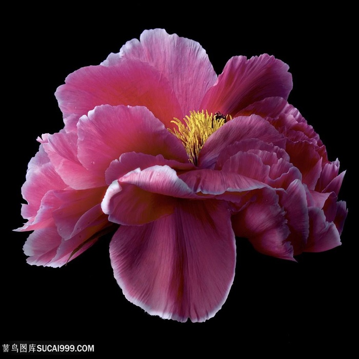 超高清红色牡丹花鲜花图片