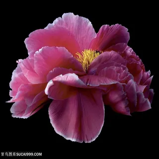 超高清红色牡丹花鲜花图片