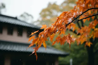 秋末雨过红枫叶苏州庭院风景摄影图
