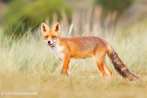 高清野外红狐图片