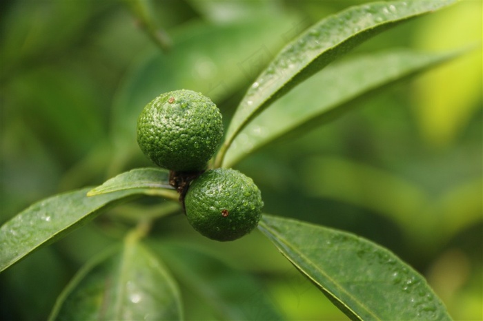 绿色的小清新柑橘树图