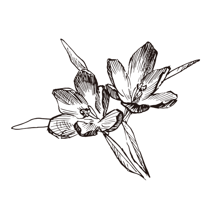 线条草本花卉手绘植物-藏红花