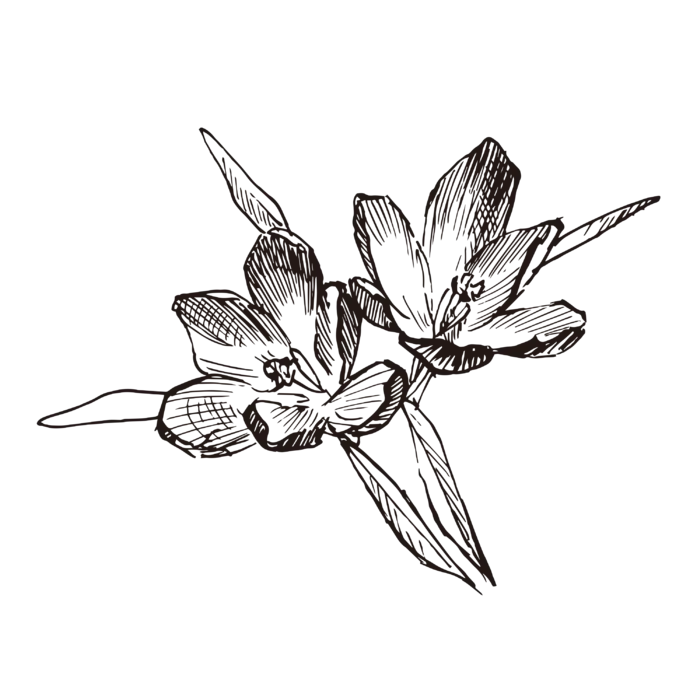 线条草本花卉手绘植物-藏红花