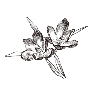 线条草本花卉手绘植物-藏红花