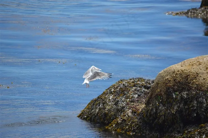 布列塔尼海岸边的悬崖