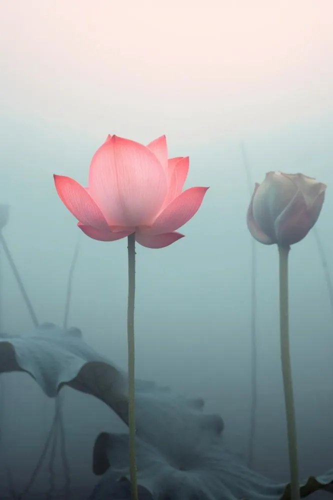 中国风雾面荷花粉色大气背景