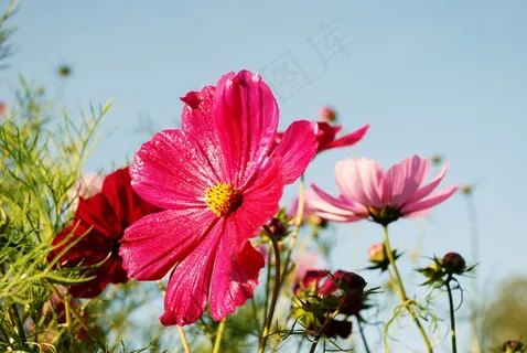 波斯菊图片 波斯菊图片