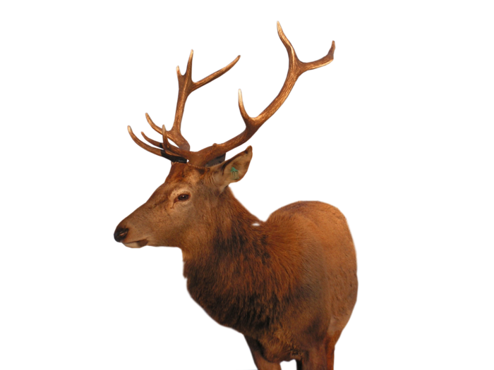 鹿动物免扣素材透明背景野马