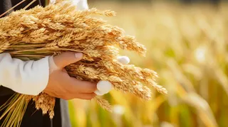 秋天丰收季手捧着粮食摄影图