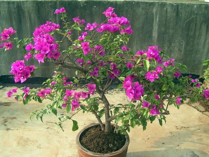 盆栽三角梅图片 盆栽三角梅图片