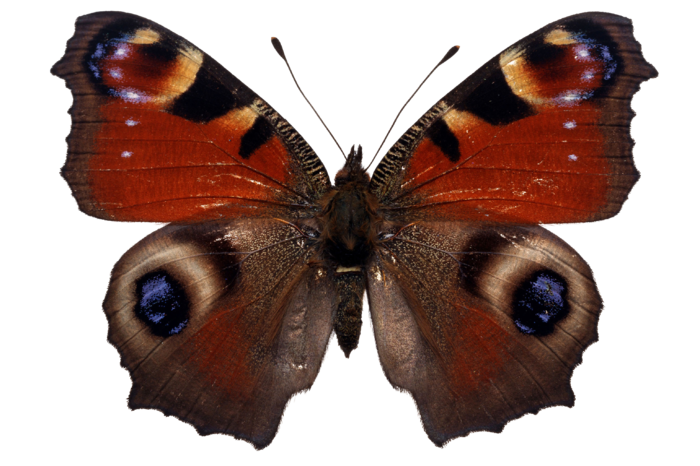 蝴蝶 彩蝶 花蝴蝶 动物 昆虫 免抠