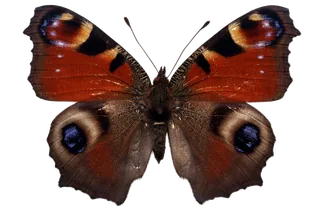 蝴蝶 彩蝶 花蝴蝶 动物 昆虫 免抠