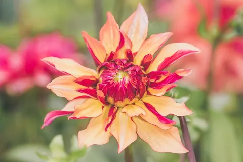 帝王花高清壁纸 帝王花高清壁纸
