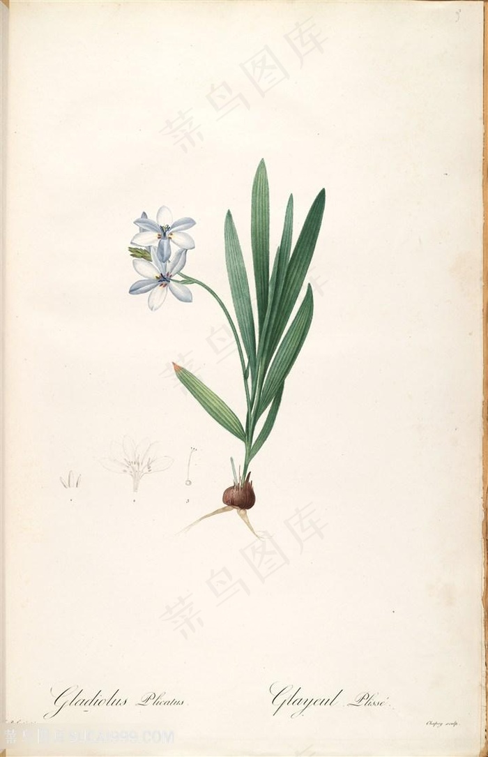 高清花草唯美兰花水彩插画