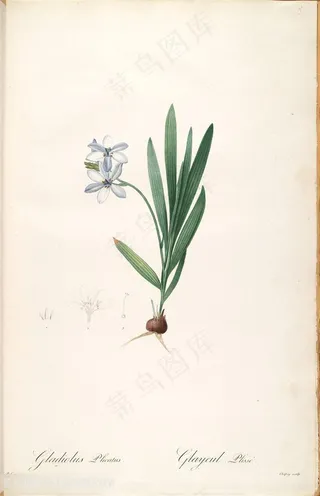 高清花草唯美兰花水彩插画